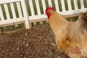 51岁在家养鸡种菜！贝克汉姆社媒：在家养鸡 种玉米种生菜 养绿植